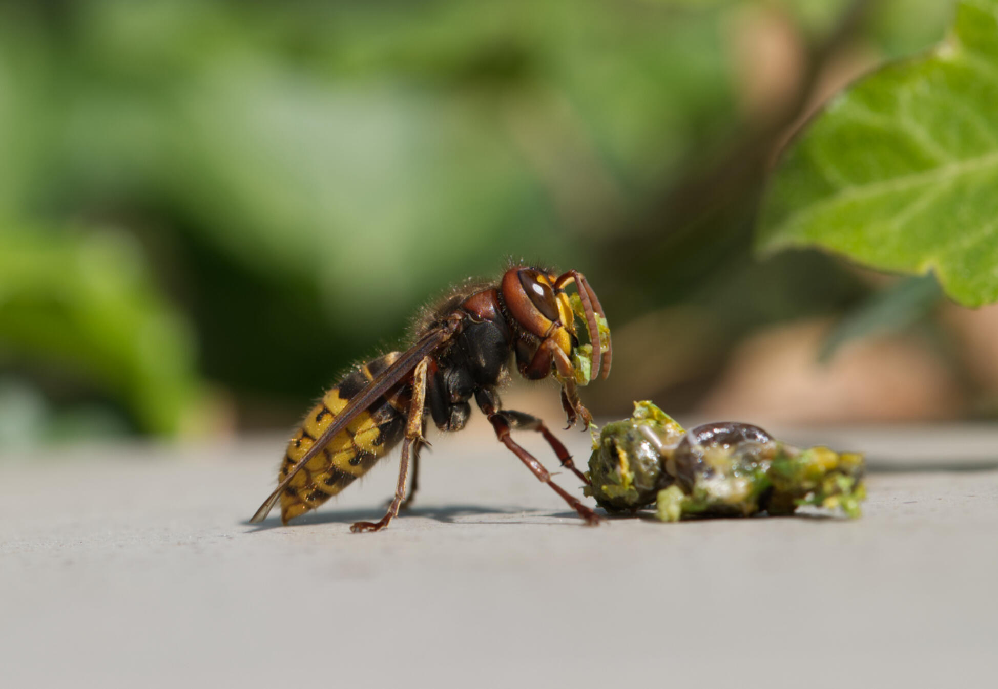 A feast near Lake Balaton, Hungary