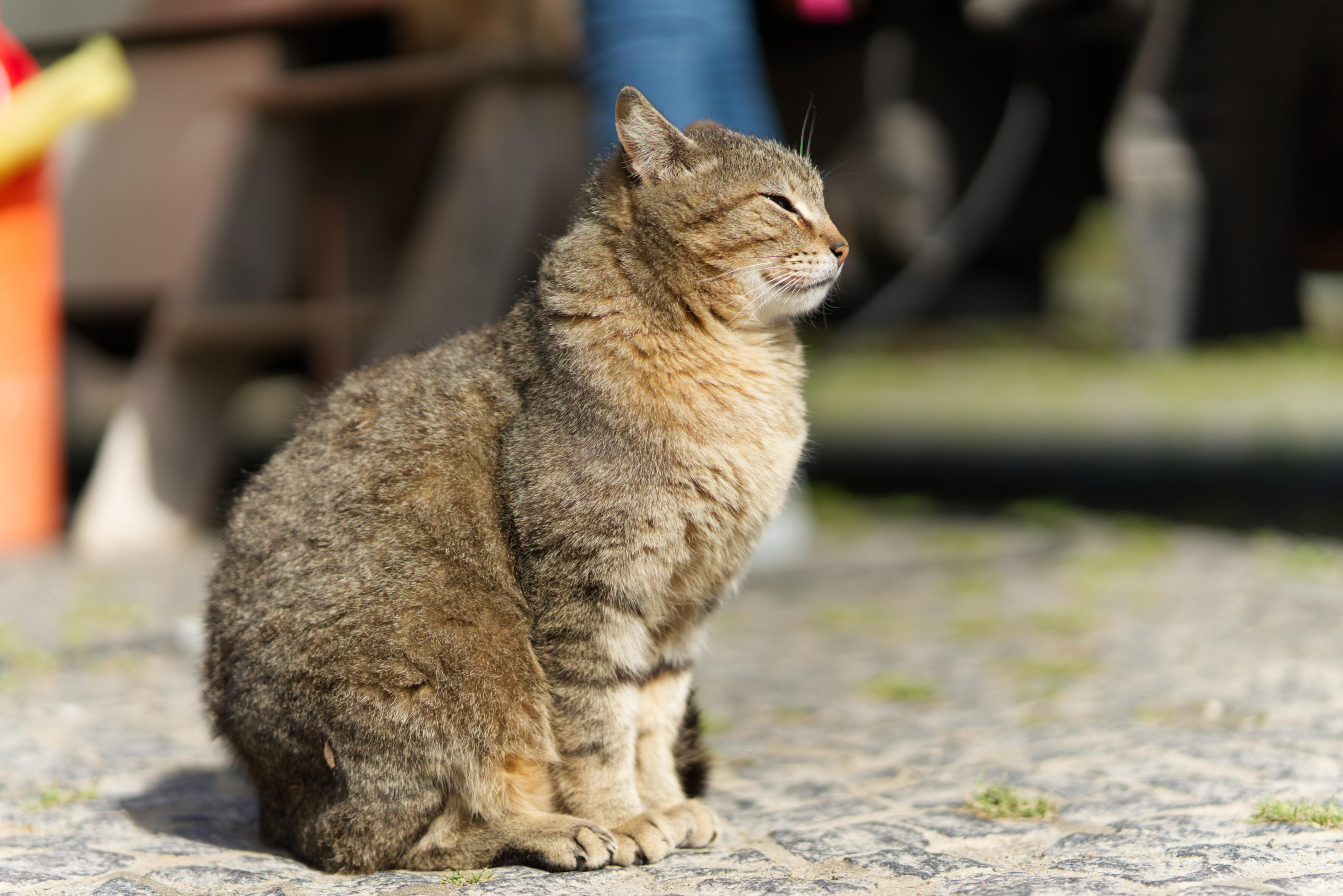 At the busy entrance of a hot spring on the Azores, a cat enjoys the sunshine like being alone in the World.