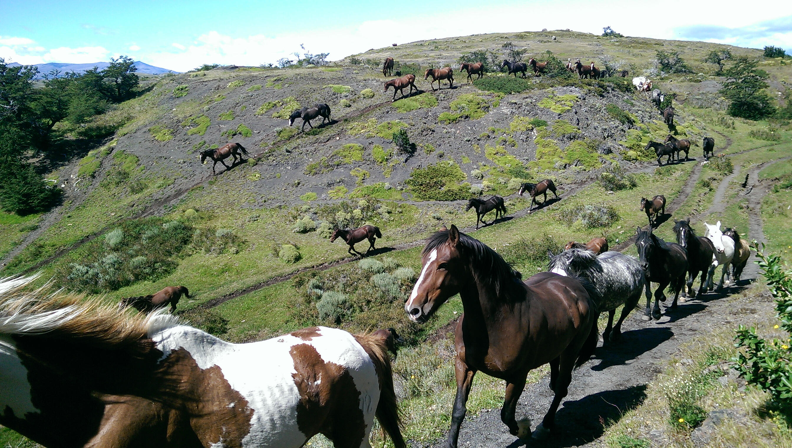 Patagonia, Argentina. HTC M7. Rumbling across the hills, the horses pushed us off the path.
